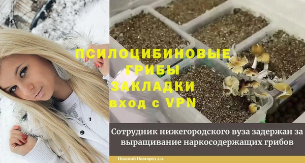 прущие грибы Аркадак