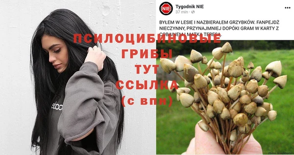 прущие грибы Аркадак